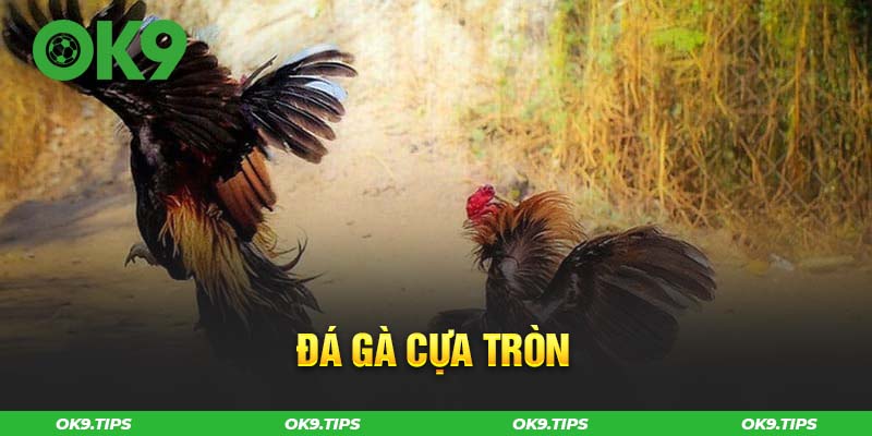 Đá gà cựa tròn diễn ra trong thời gian ngắn