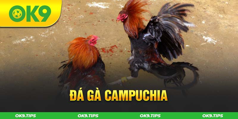 Đá Gà Campuchia - Nảy Lửa Với Những Trận Chiến Mãn Nhãn